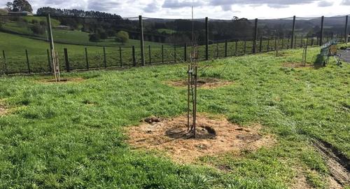 Fruit Trees Wanting to create a small orchard that is attractive and easy to mow around.