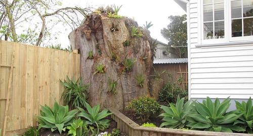 Tree Trunks Does not need to be a problem but a feature. Looks beautiful planted up with bromeliards.