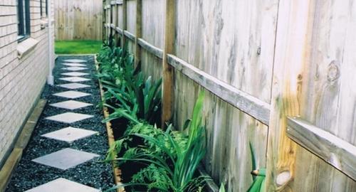 Shady Narrow Area Planting for foliage texture with Hen & chicken ferns & Clivia.