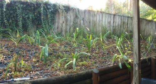 View From Lounge Dark shaded area in need of brightening up