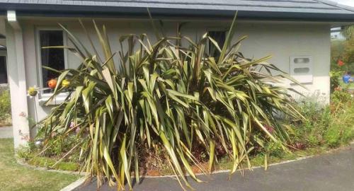 Side of house showing a scruffy garden with large flax plants making the garden look smaller than it is before using landscape imaging.