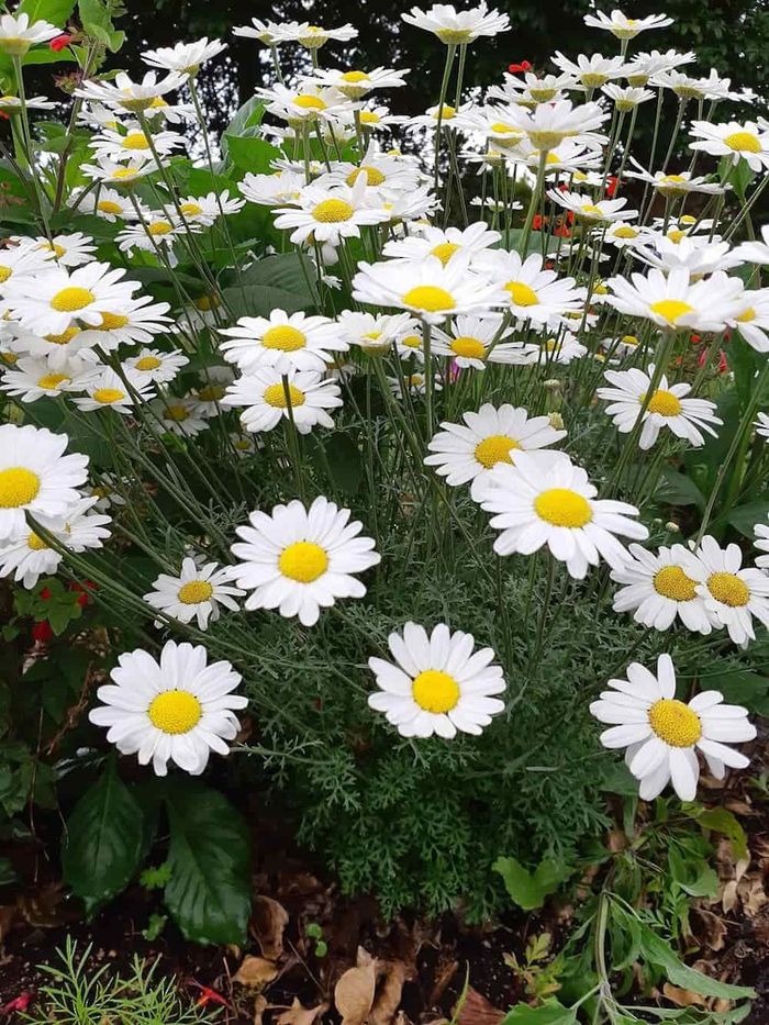 Pyrethrum Pyrethrum